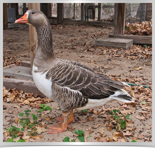 Geese Mini Belted 2013.jpg